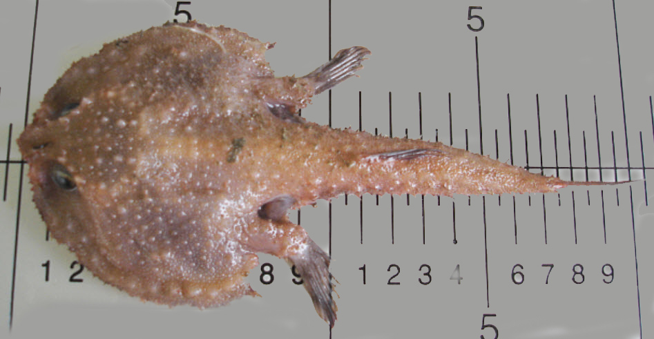 Dibranchus atlanticus_06.jpg